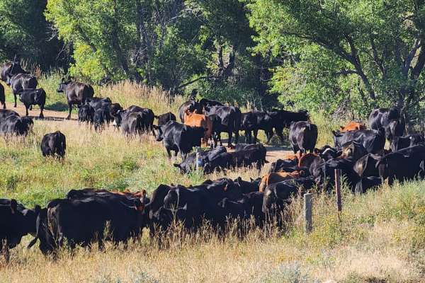 Farm to Table Grass Fed Beef and Lamb from Grass King Cattle Company